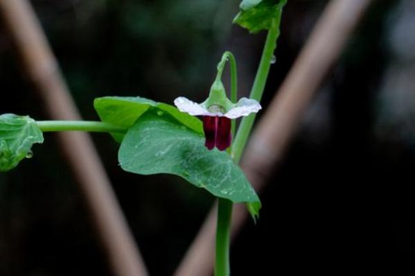2018種荷蘭豆賺錢嗎？荷蘭豆種植的利潤與投資成本及前景預測