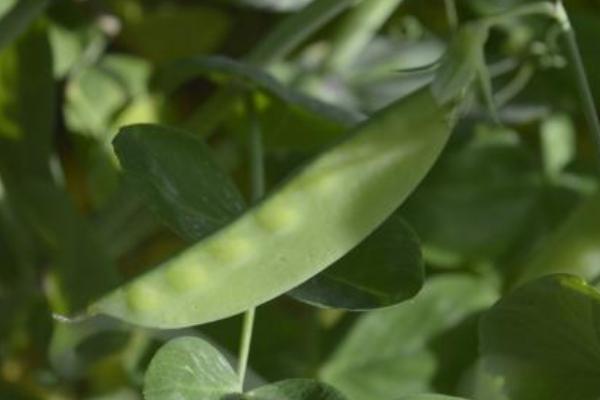 2018種荷蘭豆賺錢嗎？荷蘭豆種植的利潤與投資成本及前景預測