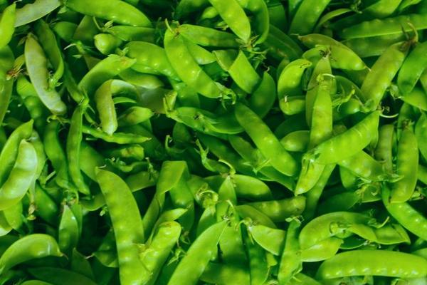 2018種荷蘭豆賺錢嗎？荷蘭豆種植的利潤與投資成本及前景預測