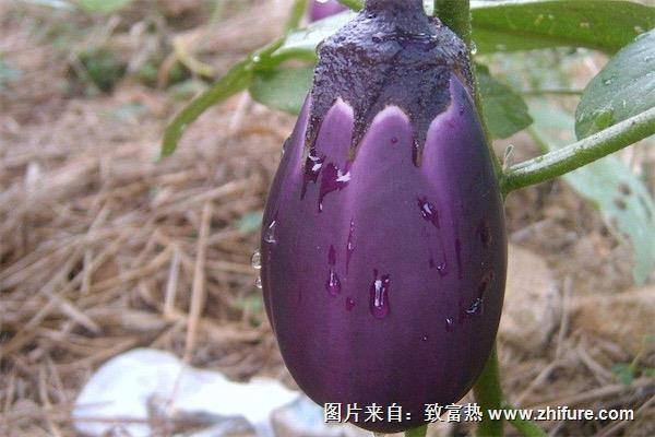 茄子可以生吃嗎