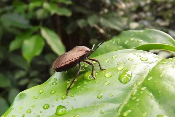 中藥九香蟲2015行情看好 價格破1000元