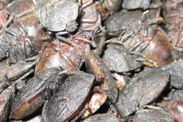 中藥九香蟲2015行情看好 價格破1000元