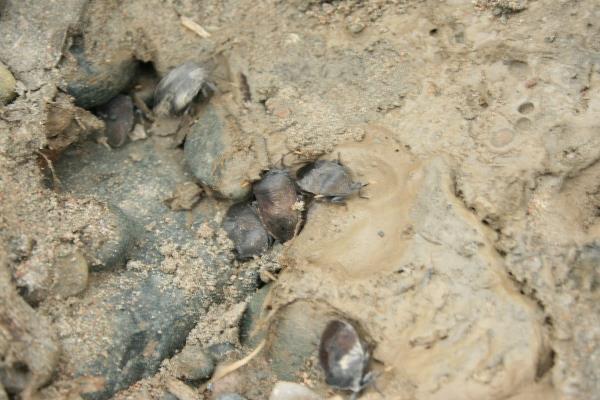 中藥九香蟲2015行情看好 價格破1000元