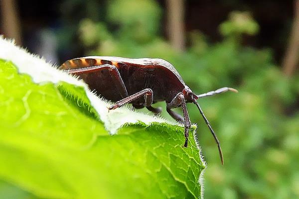 中藥九香蟲2015行情看好 價格破1000元