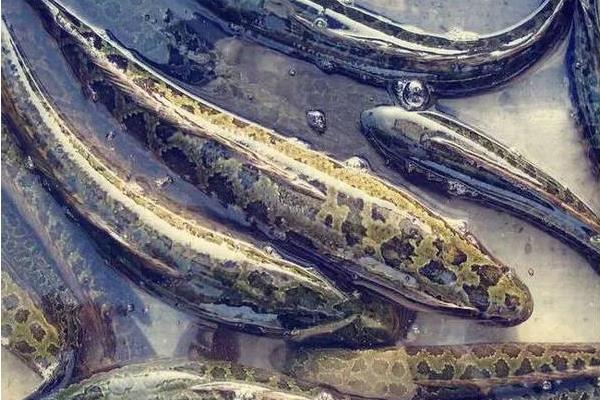 精養(yǎng)黑魚的飼料如何投喂經(jīng)驗