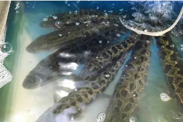 精養(yǎng)黑魚的飼料如何投喂經(jīng)驗