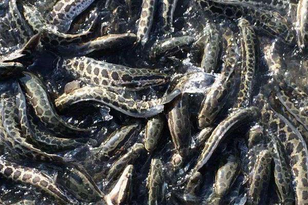 精養(yǎng)黑魚的飼料如何投喂經(jīng)驗