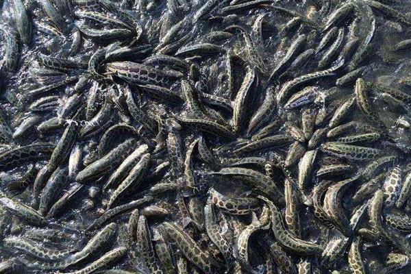 精養(yǎng)黑魚的飼料如何投喂經(jīng)驗