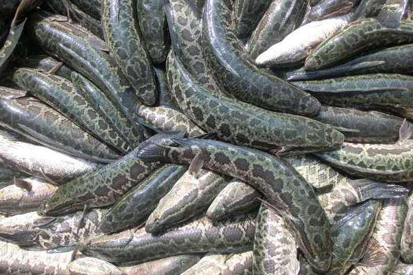 精養(yǎng)黑魚的飼料如何投喂經(jīng)驗