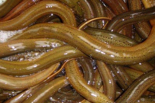 養1畝田黃鱔賺多少錢？養黃鱔的成本和利潤 