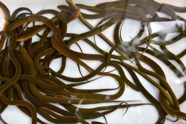 養1畝田黃鱔賺多少錢？養黃鱔的成本和利潤 