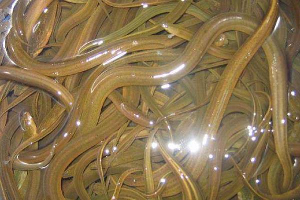 養1畝田黃鱔賺多少錢？養黃鱔的成本和利潤 