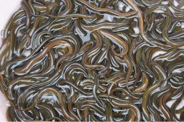 養1畝田黃鱔賺多少錢？養黃鱔的成本和利潤 