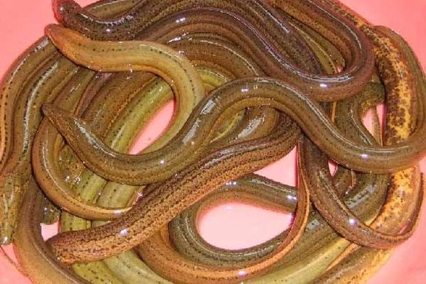 養1畝田黃鱔賺多少錢？養黃鱔的成本和利潤 