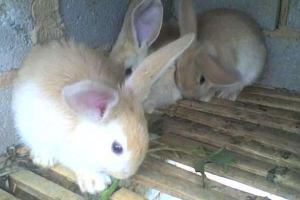 養(yǎng)兔子的防疫怎么實(shí)行?有哪些需要注意的?