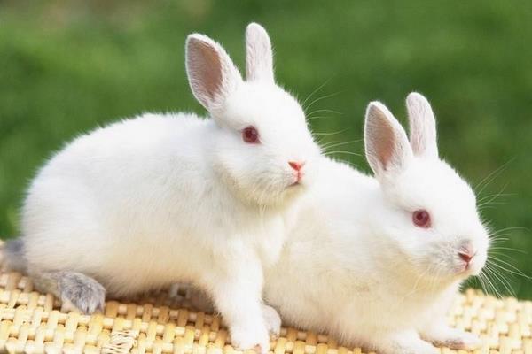 養(yǎng)兔子的防疫怎么實(shí)行?有哪些需要注意的?