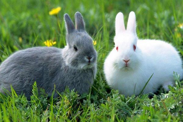 養(yǎng)兔子的防疫怎么實(shí)行?有哪些需要注意的?