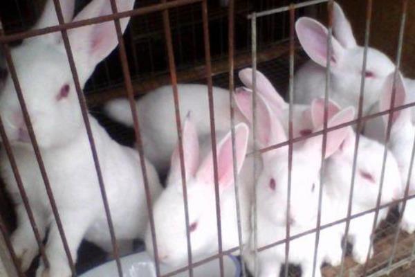 養(yǎng)兔子的防疫怎么實(shí)行?有哪些需要注意的?