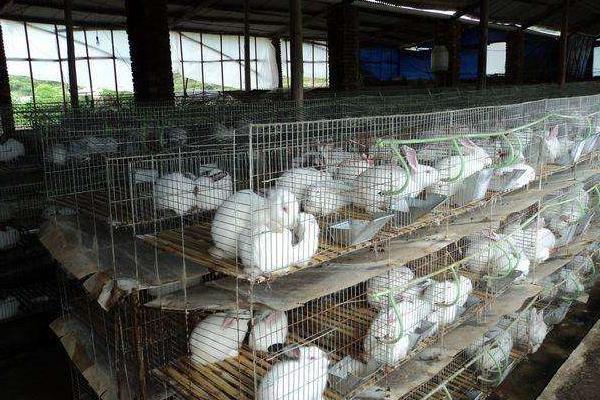 養(yǎng)兔子的防疫怎么實(shí)行?有哪些需要注意的?