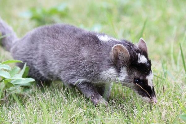 養(yǎng)殖果子貍籠舍建造的要求