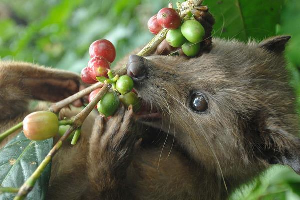 養(yǎng)殖果子貍籠舍建造的要求