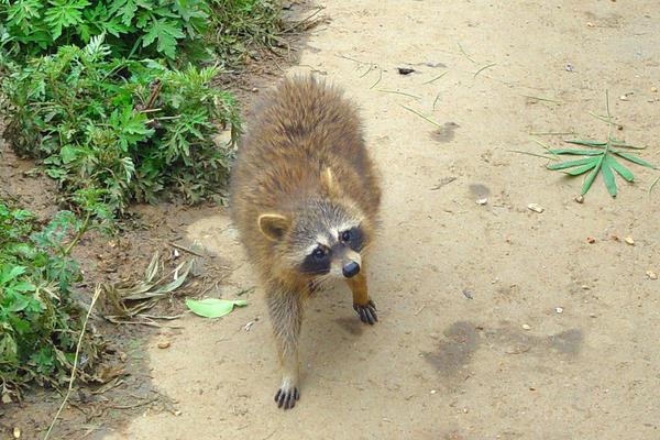養(yǎng)殖果子貍籠舍建造的要求