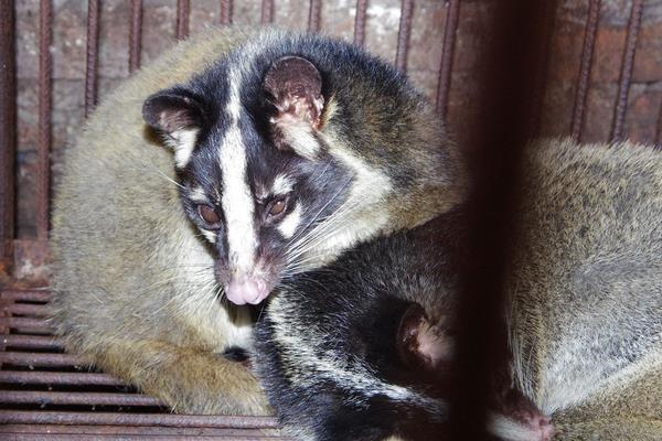 養(yǎng)殖果子貍籠舍建造的要求