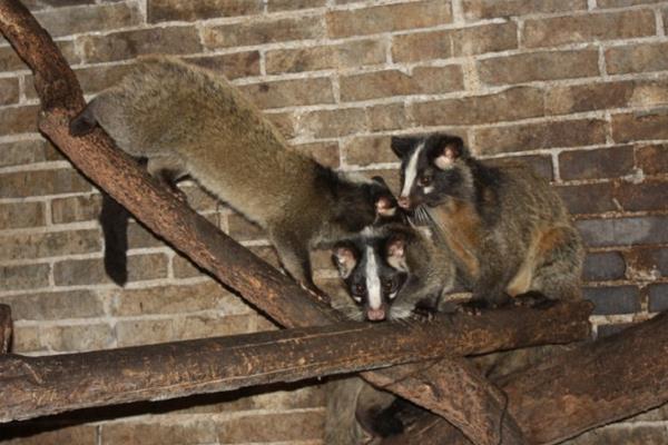 養(yǎng)殖果子貍籠舍建造的要求