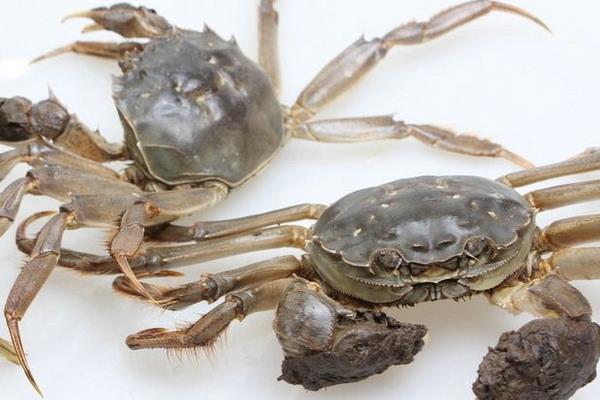 池塘養蟹有什么技巧？池塘養蟹技術