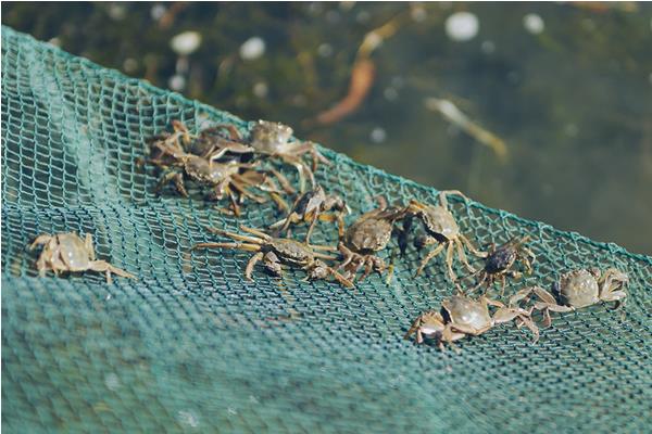 池塘養蟹有什么技巧？池塘養蟹技術