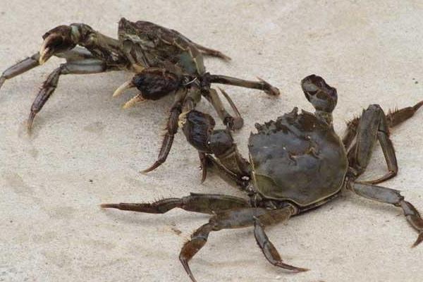 池塘養蟹有什么技巧？池塘養蟹技術