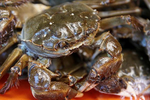 池塘養蟹有什么技巧？池塘養蟹技術
