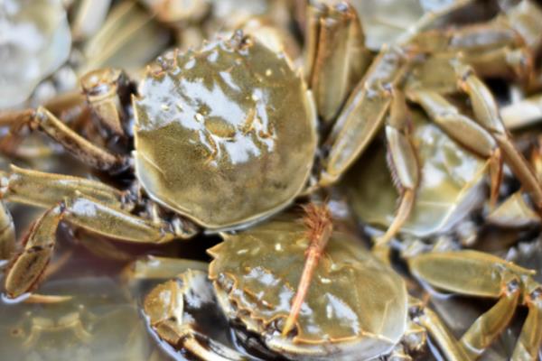 池塘養蟹有什么技巧？池塘養蟹技術