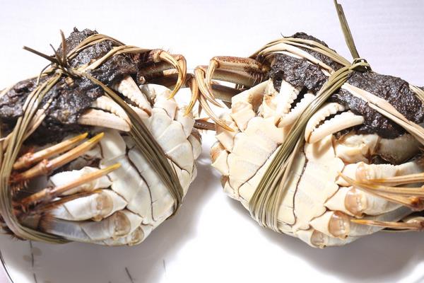 池塘養蟹有什么技巧？池塘養蟹技術