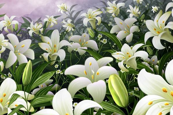 百合花的花語是什么?百合花可以放在室內養嗎?