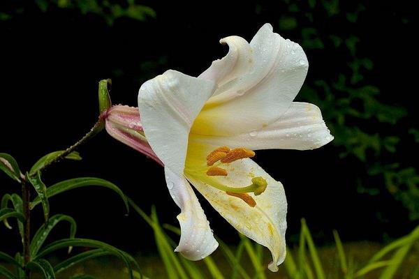 百合花的花語是什么?百合花可以放在室內養嗎?