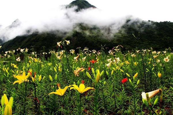 百合花的花語是什么?百合花可以放在室內養嗎?