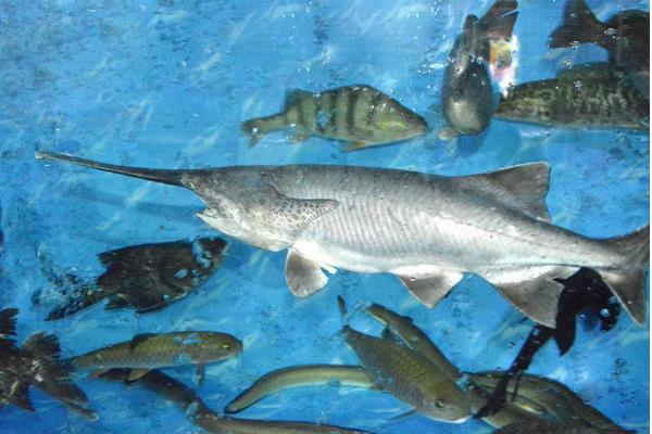 鴨嘴魚的科學(xué)養(yǎng)殖技術(shù)