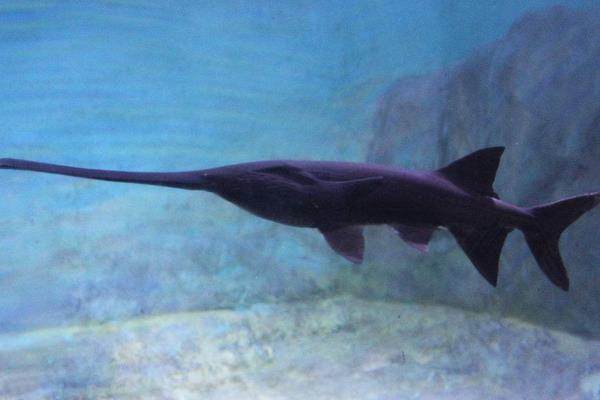 鴨嘴魚的科學(xué)養(yǎng)殖技術(shù)