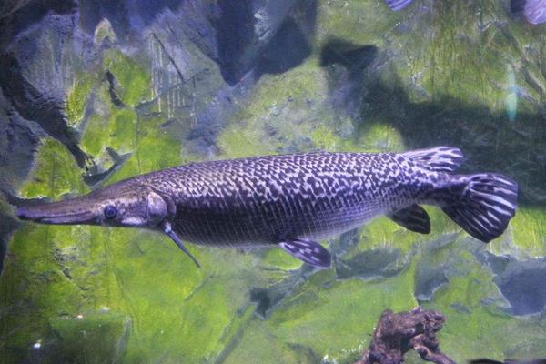 鴨嘴魚的科學(xué)養(yǎng)殖技術(shù)