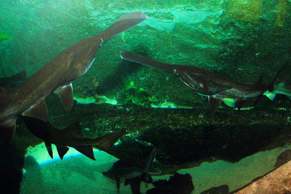 鴨嘴魚的科學(xué)養(yǎng)殖技術(shù)