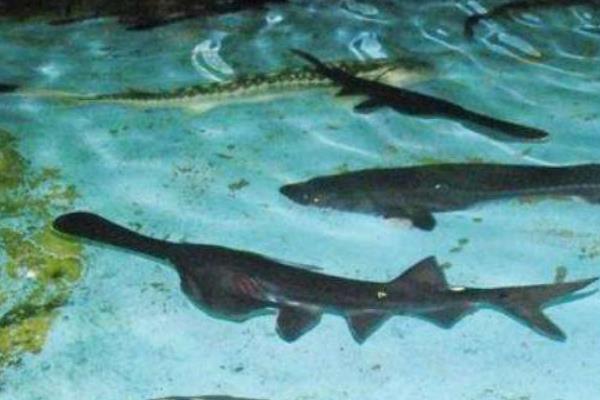 鴨嘴魚的科學(xué)養(yǎng)殖技術(shù)