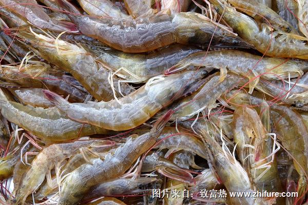 2018養(yǎng)南美白對蝦賺錢嗎?南美白對蝦養(yǎng)殖的利潤與投資成本及前景預(yù)測