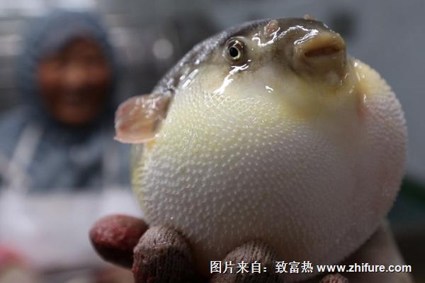 2018養(yǎng)河豚賺錢嗎？河豚養(yǎng)殖的利潤與投資成本及前景預(yù)測