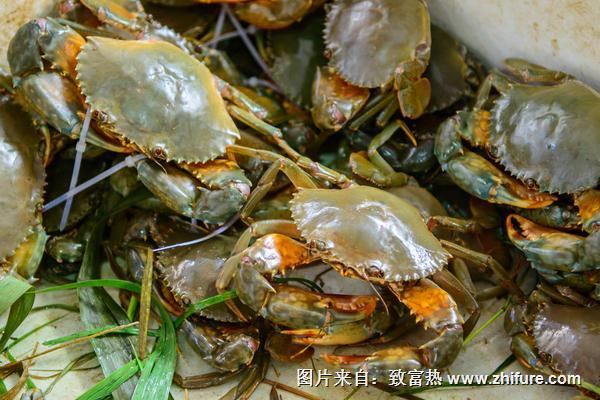 2018養河蟹賺錢嗎？河蟹養殖的利潤與投資成本及前景預測