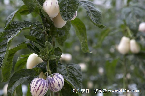 人參果種植技術