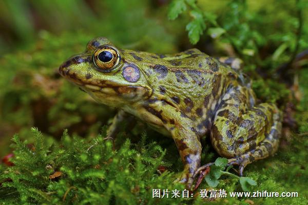 2018養青蛙賺錢嗎？青蛙養殖的利潤與投資成本及前景預測