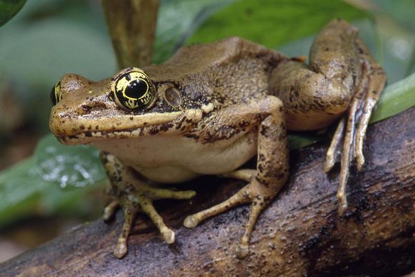2018養青蛙賺錢嗎？青蛙養殖的利潤與投資成本及前景預測