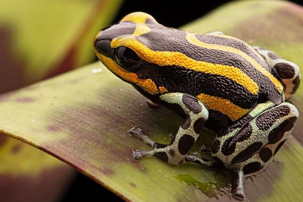 2018養青蛙賺錢嗎？青蛙養殖的利潤與投資成本及前景預測