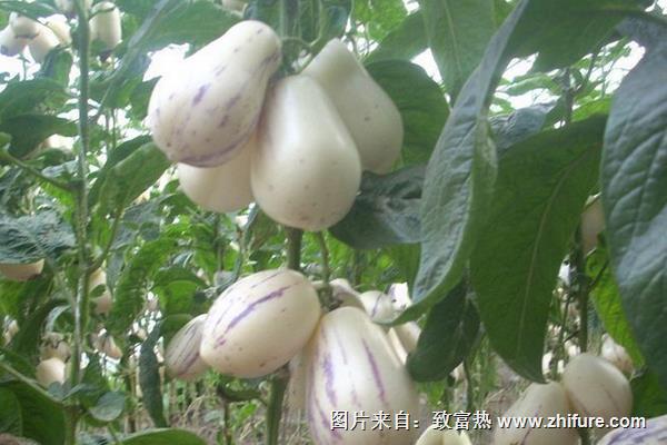 人參果幾年結果